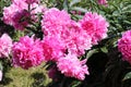 Pink double flowers of Paeonia lactiflora cultivar Voskhod. Flowering peony Royalty Free Stock Photo