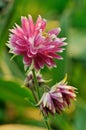 Pink doubled columbine flower