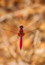 Pink dragon fly with pink eyes and thing long wings flying and feeding on a dry plant with dry leaves in the background. Royalty Free Stock Photo