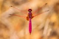 Pink dragon fly with pink eyes and thin long wings flying and feeding on a dry plant with dry leaves in the background. Royalty Free Stock Photo