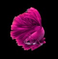 Pink dragon siamese fighting fish, betta fish isolated on black