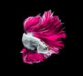 Pink dragon siamese fighting fish, betta fish isolated on black