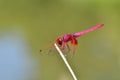 Pink dragonfly