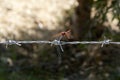 Pink dragonfly on barbed wire