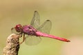 Pink Dragonfly