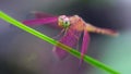 pink colorful dragonfly on a branch, macro photography of this gracious and fragile Odonata, beautiful predator Royalty Free Stock Photo