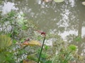 Pink dragonfly at the Singapore Botanic Gardens