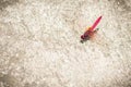 A Pink Dragonfly sits on concrete