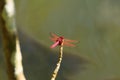 Pink dragonfly