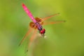 Pink dragonfly from Sri Lanka. Crimson dropwing, Trithemis aurora, sitting on the green leaves. Beautiful dragon fly in the nature