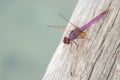 Pink dragonfly on wood. animal background