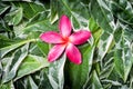 Pink drenched frangipani or Plumeria on green leaves