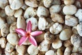 Pink drenched frangipani or Plumeria on small rock background Royalty Free Stock Photo