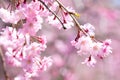 Pink drooping cherry blossoms