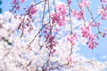 Pink drooping cherry blossoms Royalty Free Stock Photo
