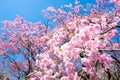 Pink drooping cherry blossoms