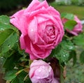 Pink droplets with water droplets Royalty Free Stock Photo