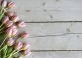 Pink Dutch blooming tulips on weathered barn wood background