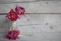 Pink Dutch peony tulips in glass bottle, on old wooden background