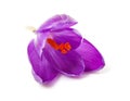 Pink Dutch spring crocus flower Royalty Free Stock Photo