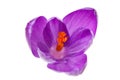 Pink Dutch spring crocus flower Royalty Free Stock Photo