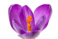 Pink Dutch spring crocus flower Royalty Free Stock Photo