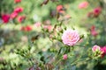 Pink Dwarf roses. Beautiful pink miniature rose or fairy rose Royalty Free Stock Photo