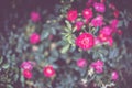 Pink Dwarf roses. Beautiful pink miniature rose or fairy rose Royalty Free Stock Photo