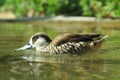 Pink eared duck