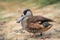 Pink-eared duck