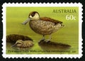 Pink-Eared Duck Australian Postage Stamp