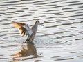 Pink-eared duck (Malacorhynchus membranaceus), Lake Claremont, Western Australia