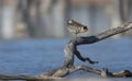 Pink Eared Duck