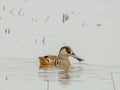 Pink-eared Duck in New South Wales Australia