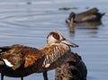 Pink eared duck