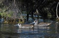 Pink Eared duck