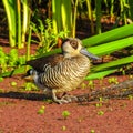 Pink eared duck in the swamp