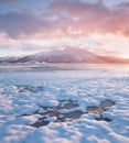 Pink early morning glow light on snow covered mountains in arctic norway, super wide panoramic scene. Scenic winter view