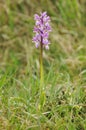 Pink Early Purple Orchid Royalty Free Stock Photo