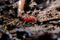 Pink Earthworm Macro