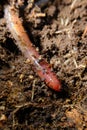 Pink Earthworm Macro