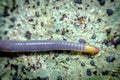 Pink Earthworm Macro Royalty Free Stock Photo