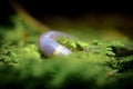 Pink Earthworm Macro