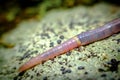 Pink Earthworm Macro Royalty Free Stock Photo