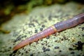 Pink Earthworm Macro