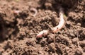 Pink earthworm in moist loamy soil,close-up Royalty Free Stock Photo