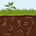 Pink earthworms in garden soil. Ground cutaway with worms. Farming and agriculture Royalty Free Stock Photo