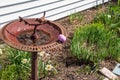 Pink Easter egg hidden on a bird bath in home flower garden