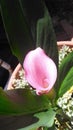 Pink easter lilly Royalty Free Stock Photo