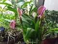 Pink Easter lily with green leaves Royalty Free Stock Photo